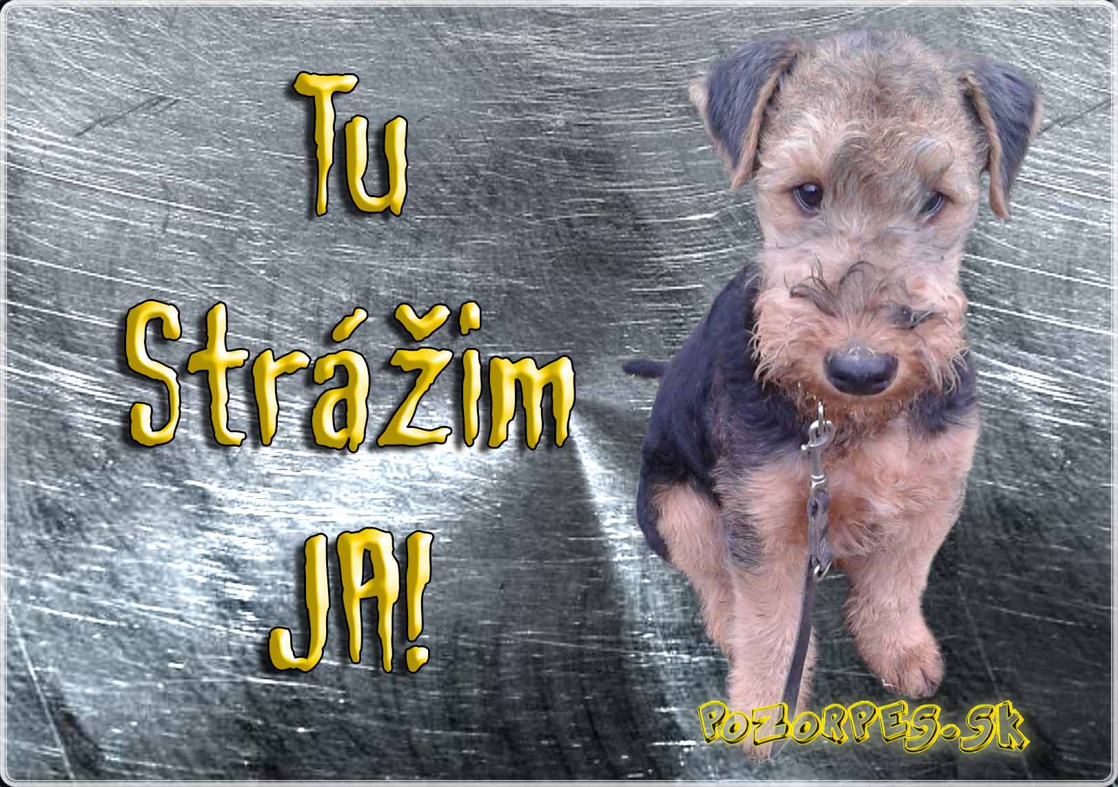 Airedalský teriér