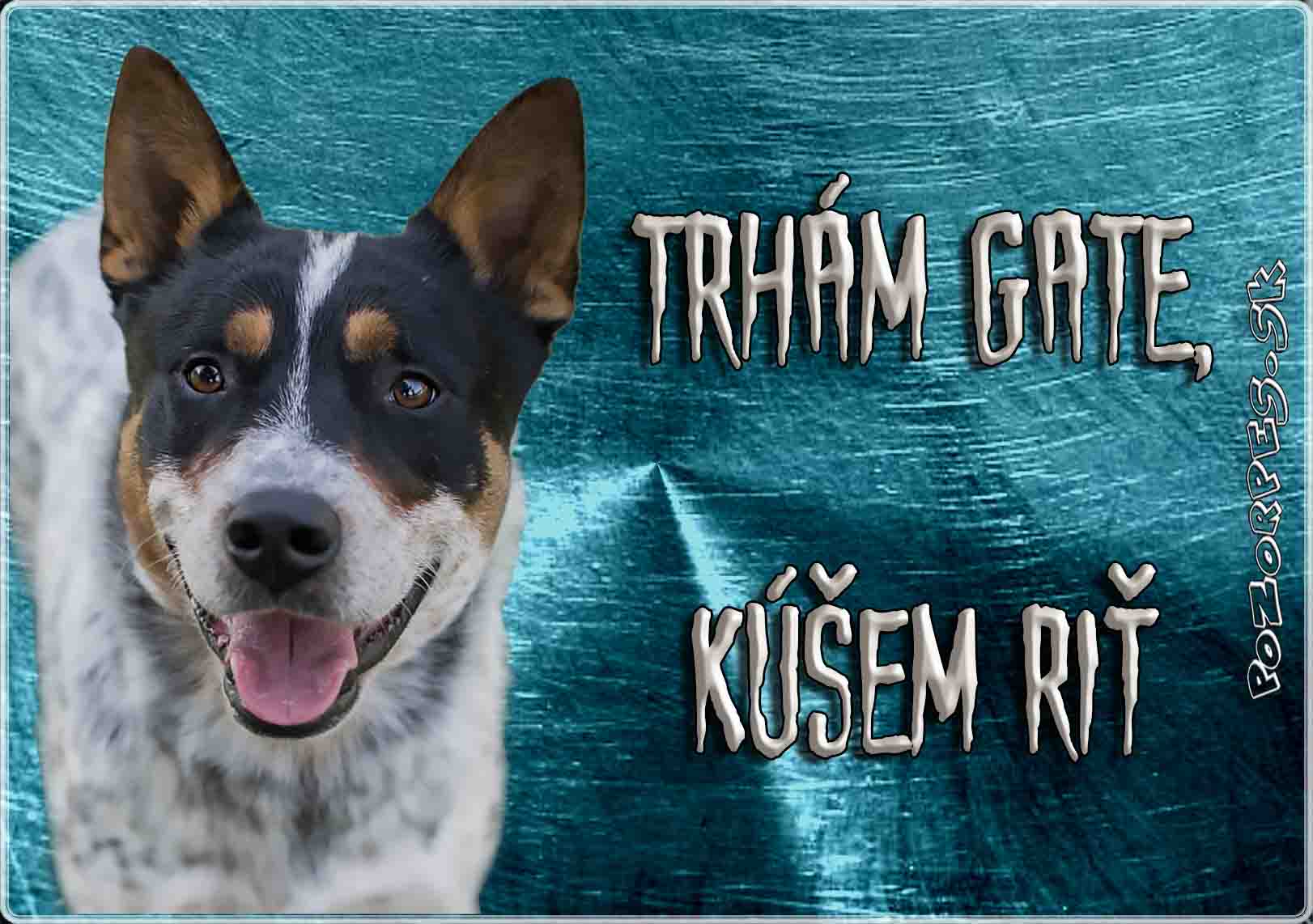 Austrálsky dobytkársky pes