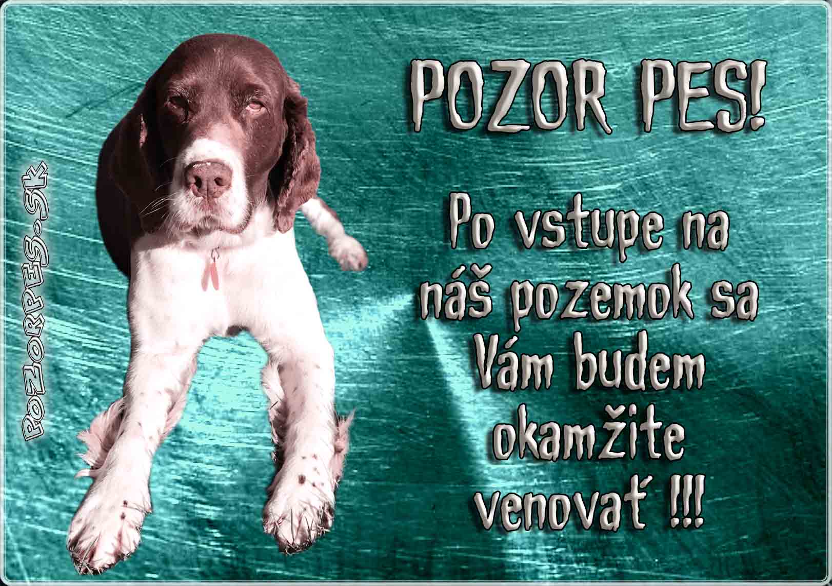 Anglický springer španiel