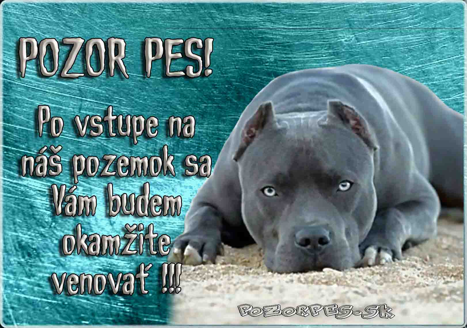 Americký pitbull teriiér