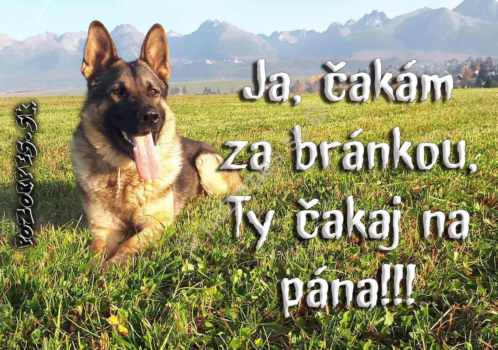 Pozorpes.sk, výstražná tabuľka